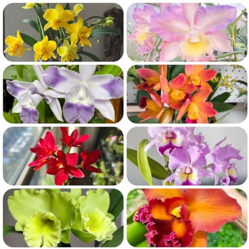 semillas de orquídeas puppy, orquídeas de jardín de rocas resistentes Cattleya en resistentes al aire libre Macizo de orgánicas de para 25pcs