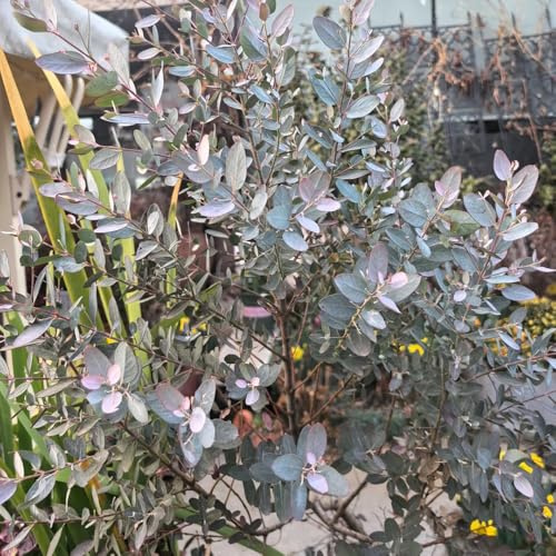 eukalyptusbaum kräutersamen pflanzensamen bonsaibaum sträucher winterhart dachbegrünung dekopflanzen exotische zimmerpflanzen eukalyptus gartensamen schnellwachsende kletterpflanzen 250samen