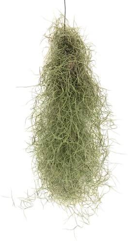 Planta Viva Tillandsia Usneoides Musgo Español de 50cm de Largo Planta Natural