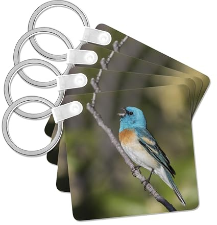 3dRose, Singing Lazuli bunting, set of 4 Key Chains