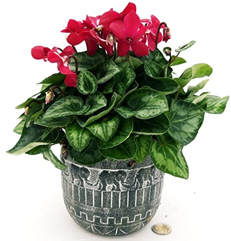POWERS TO FLOWERS - CICLAMINO, DIXIE IN VASO CERAMICA AFRICA VASO 13CM, pianta vera
