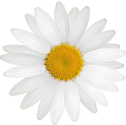 kleberio Selbstklebender Aufkleber Sticker Autoaufkleber wetterfest Blumen Mülltonne Blumenwiese Dekoration Fensterbild Fliesenaufkleber 10 x 10 cm - Weiße Gänseblume -