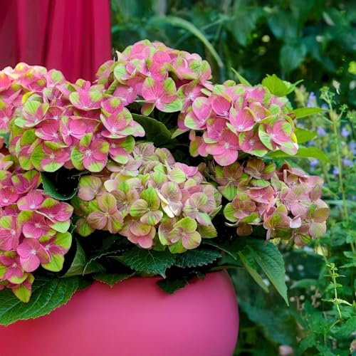 Green boutiQ - Balkonpflanze - Hortensie - Hydrangea Magical Green Fire - Rosa Grün - 6-10 Blumen - Topf 23cm Höhe 55cm