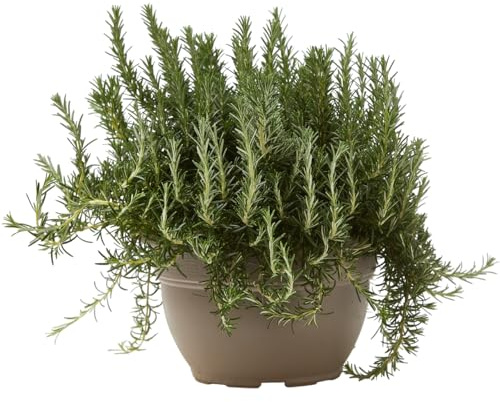 Verdecora Romero Rastrero maceta Ø24cm | Rosmarinus officinalis prostratus | Planta Aromática y Tapizante para Jardín, Maceta o Rocalla