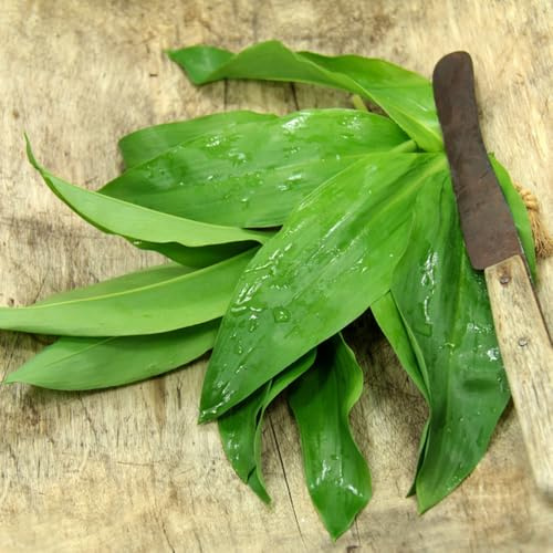 Semillas de ajo silvestre orgánico semillas de jardín Las de ajo silvestre son resistentes 300pcs