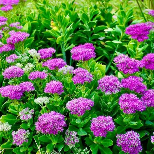 semillas resistentes de de sedum,Semillas de,decoración de alféizar de ventana,para plantar.500pcs
