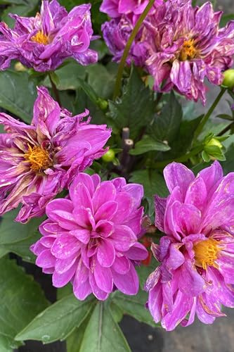 Pianta di Dahlia Pianta di Dalia pianta da esterno pianta da fiore varie colorazioni pianta ornamentale di Dalia pianta vera di Dahlia venduta da eGarden.store (Fucsia)