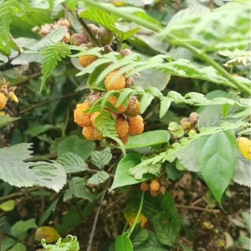semi di lampone, semi da giardino esotici Rubus idaeus, le sono resistenti all'esterno di balcone 150pcs