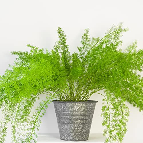 Suttons Asparagus Fern Plumosus Indoor House or Office Plants Fern-Like Foliage Climbing Plant Ideal for Tabletops and Windowsills Supplied as 1x 13cm Pot