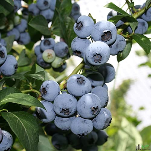 2er Set Heidelbeeren - Winterharte Blaubeeren Vaccinium Corymbosum | Große Früchte, Aromatisch & Reichtragend | Ideal für Saft & Marmelade | 30-50 cm im Topf