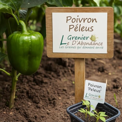 25 Graines à semer - Le Grenier d'Abondance - POIVRON Peleus - Capsicum annuum