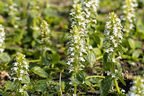 Ajuga reptans 'Alba' 9x9 cm Topf – Winterhart, Mehrjährig, Pflegeleicht – Kriechender Günsel – Bodendecker für Garten & Beet