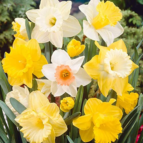 50 x Daffodils and Narcissus Mix,Large & Bold Daffodil Mix Colours Flower Bulbs for Gardens, Spring Flowering Bulbs - Ready for Plant Now