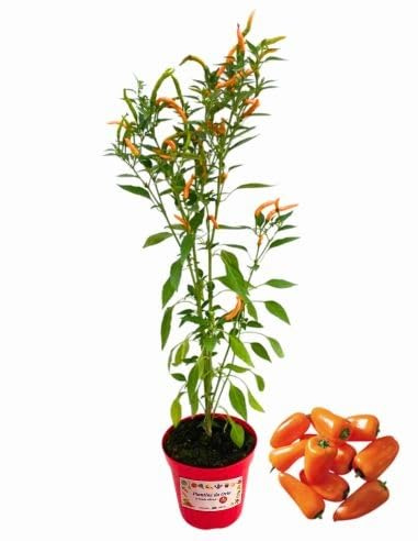 P. Piantine da Orto | Peperoncino Cornuto Arancione Thai Orange, Pianta in Vaso Diametro 14 cm, Pianta Pronta per il Trapianto, Pianta Vera, Frutta da Mangiare, Vivaio Italiano