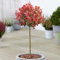 Photinia Carre Rouge Árboles Ornamentales en Maceta para Jardines Pequeños