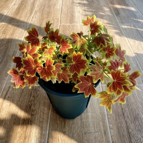 gerani ornamentali per luoghi soleggiati pelargonio decorazione floreale organica per balcone da balcone insoliti d'appartamento rare di esotici 400semi