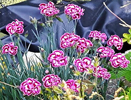 Carnation Dianthus Lucky DIP Seed Grown Pink with Single HIGHYL Scented Pink Flowers in 9CM Pot Hardy