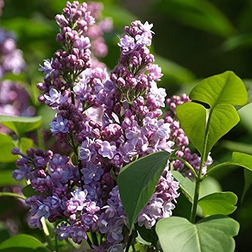 Flieder Michel Buchner Gartenflieder Syringa hellila gefüllte Blüten Fliederduft 5 Liter Topfballen