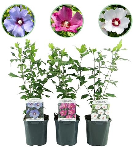 Green boutiQ - Arbustes - Hibiscus syriacus Tricolour - Fleurs Roses, Blanches et Bleues - 3 Plantes - Feuilles Caduques - Peu d'Entretien - Pot 17cm Hauteur 45cm