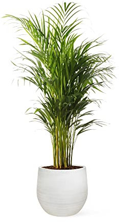 Areca - Planta Natural de Interior - Purificadora de Aire - April Plants - Altura: 50-60 cm
