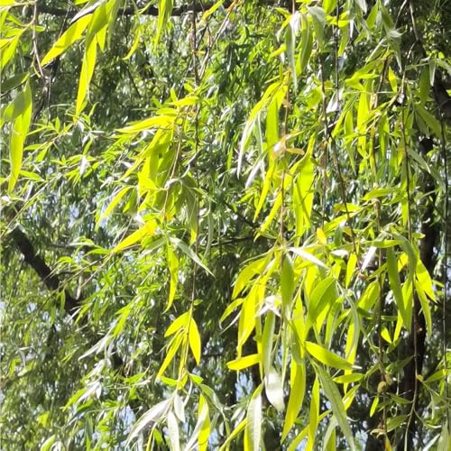 Trauerweide, gartenarbeit geschenk exotische stauden winterhart mehrjährig grünpflanzen bio grünpflanzen alte sorten pflanzensamen seltene balkonpflanzen gartenpflanzen 50Samen