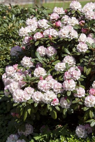 Rhododendron yakushimanum 'Neat-O' 50-60 cm - Rhododendron, rosa Blüten, Blütezeit Mai-Juni, ideal für Halbschatten, immergrün, winterhart