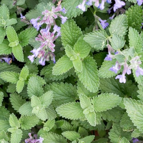 Catnip Nepeta cataria 3000 Seeds