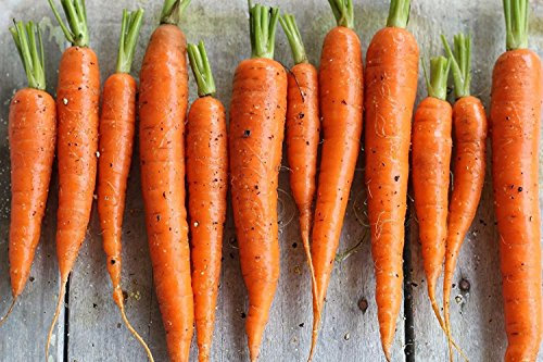 400 + TENDERSSWEET Karottensamen Bio-Non-GMO freiabblühenden Erbstück USSeed