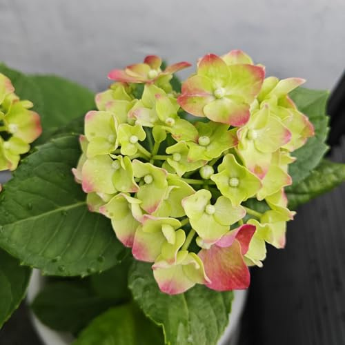 Hardy Perennial,Hydrangea Plants UK, Excellent Display Hydrangea Bulbs Ornamental Plants Hardy Easy to Grow Suitable for Indoor Gardens -5bulbs-G
