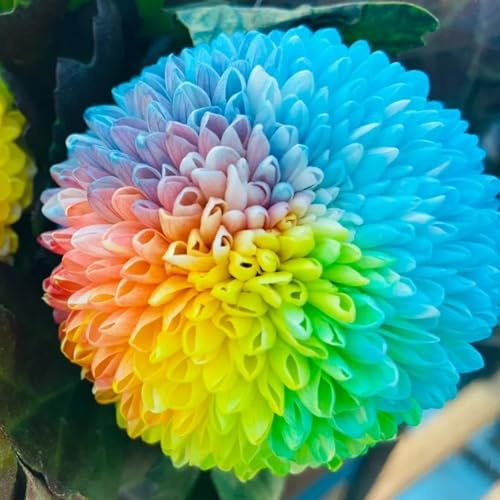 semillas de pompon mamma - jardín, mamá pompón de primavera, silvestres cubierta perenne resistente jardín rocas 500pcs