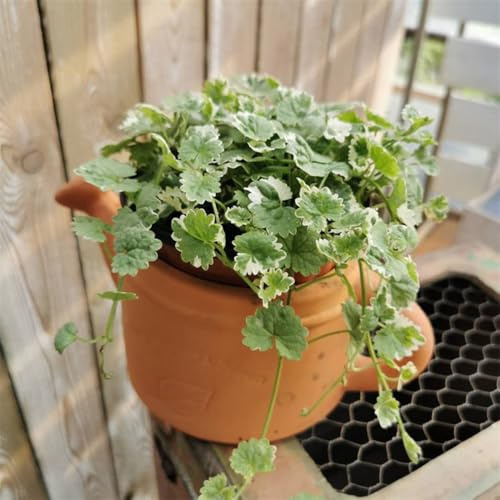 edera terrestre di balcone primavera decorativa semi di prato selvaggio semi primavera selvaggio interni giardino 120pcs