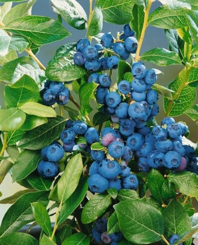 Kulturheidelbeere Vaccinium corymbosum Patriot 30-40 cm winterhart