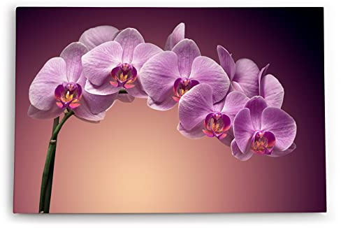 Paul Sinus Wandbild 120x80cm Orchidee Blume Blüten Rosa Kunstvoll Rosa