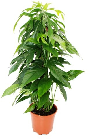 Epipremnum pinnatum Baltic Blue Ausgefallenen Efeutute 17cm Topf
