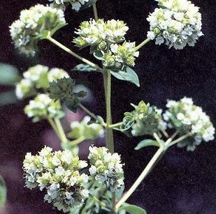 Marjoram Sweet Marjorana hortensis 75 Seeds