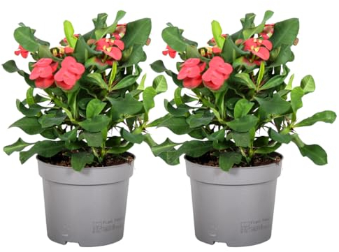 Plant in a Box - Euphorbia Milii - Spina di Cristo - set da 2 - pianta d'appartamento - succulenta - ⌀ 13 cm - altezza 25-35 cm