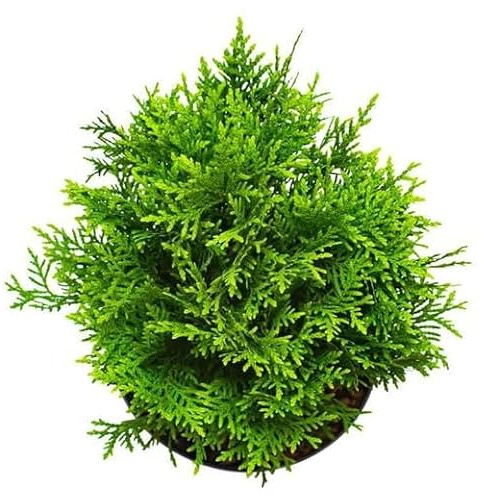 Thuja Planta de Exterior Resistente y Fácil de Cuidar - Maceta 17cm