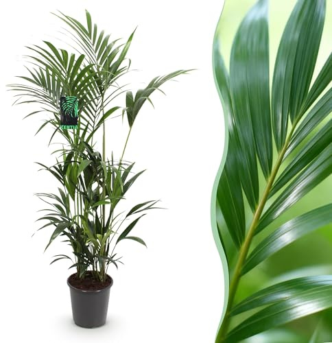 Howea Forsteriana - Kentia Palm - Pflegeleicht - Grün - 160-170cm - Ø27cm - Zimmerpflanze - Immergrün