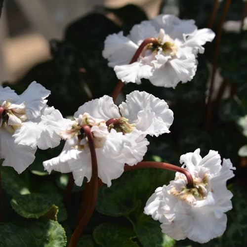 Alpenveilchen biosaatgut balkonpflanze schnittblumen blumengarten topfpflanzen echt frühblüher balkon deko indoor kräutergarten dachbegrünung sommerblumen balkongewächshäuser 500samen