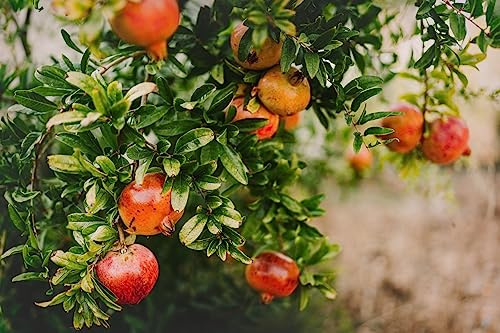 Blumen-Senf XL Granatäpple Tendral de Valencia 180-220 cm stamomkrets ca 12 cm - Punica granatum - fruktträd - granatäpplen