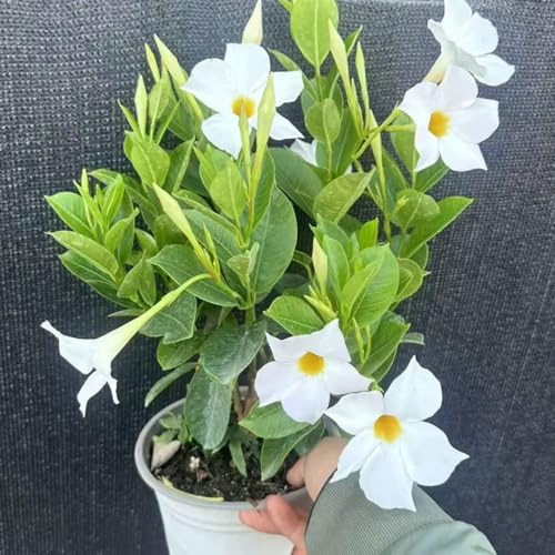 mandevilla dipladenia bodendecker winterhart mehrjährig dipladeniasamen winterharte deko balkon schnittblumen hängepflanze 250pcs