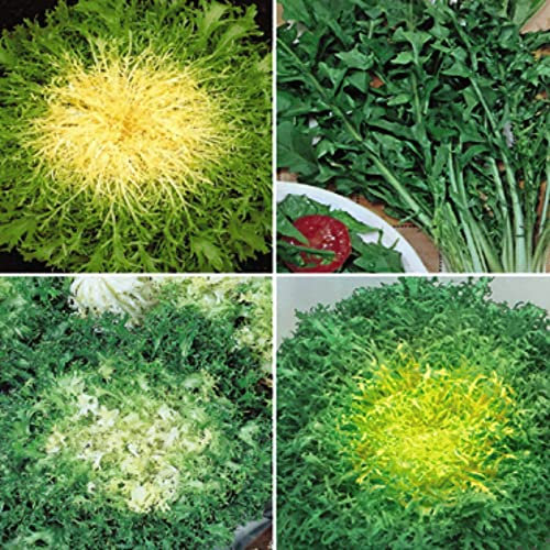 Endive 'Mixed' Vita Sementi® Italian Seeds Cichorium endivia Hardy Annual Easy to Grow Your Own Outdoor Garden Salad Plants (Approx. 6,000 Seeds) by Thompson and Morgan