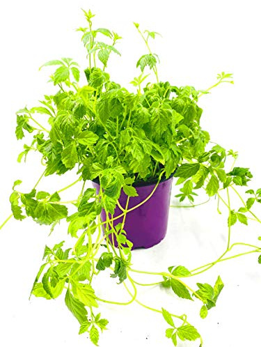 florapartner Jiaogulan Pflanze 2er-Set winterhart