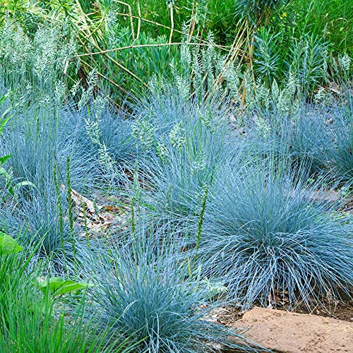 Festuca glauca Intense Blue | Evergreen Shrub | Potted Plant (15-30cm Incl Pot)