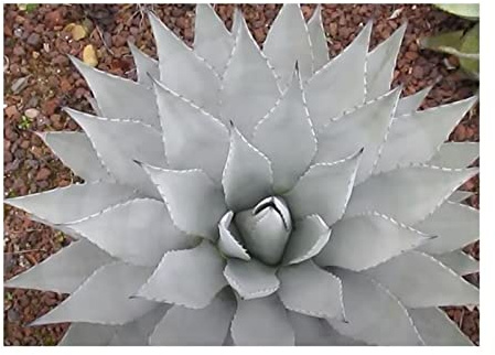 Stk - 10x Agave parryi var. couesii (Agave couesii) Garten Pflanzen - Samen ID715 - Seeds & Plants Shop by Ipsa