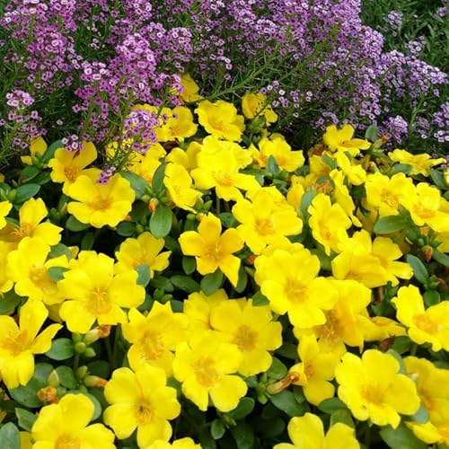 4 Yellow Moss Rose Plants Live, Portulaca Ground Cover Flowers, 4-6 Inch Tall Plants for Garden or Containers