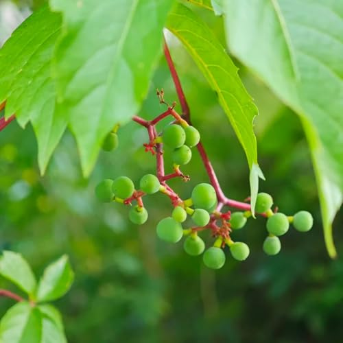 wilder wein - seltene balkonpflanzen jungfernrebe schnellwachsende kletterpflanzen minigarten winterharte kübelpflanzen nachhaltige produkte exotische winterharte garten immergrün 225samen