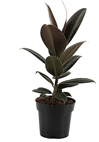 DECOALIVE Ficus Elastica Abidjan Planta de Interior Natural Ficus Robusta Oscuro