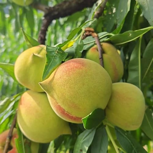 pesco, pesco rari da colonnari Prunus persica per gli amanti del giardino Coltivazione di ver da appartamento esotico a prova di inverno 20semi