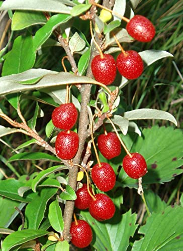 Goumi Beeren Moneron Goumi, Gumi, Cherry Silverberry